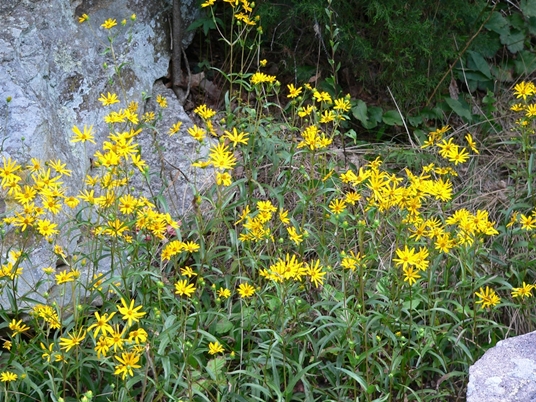 {Helianthus longifolius}